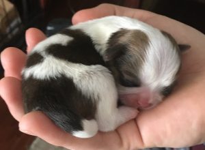 shih tzu puppies teacup additional nursery tiny